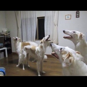 Meet your Posher, Bailey